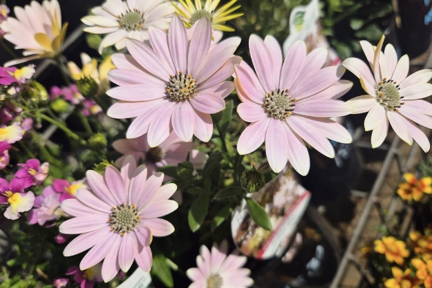 Blooming beauties Murrumbateman nursery